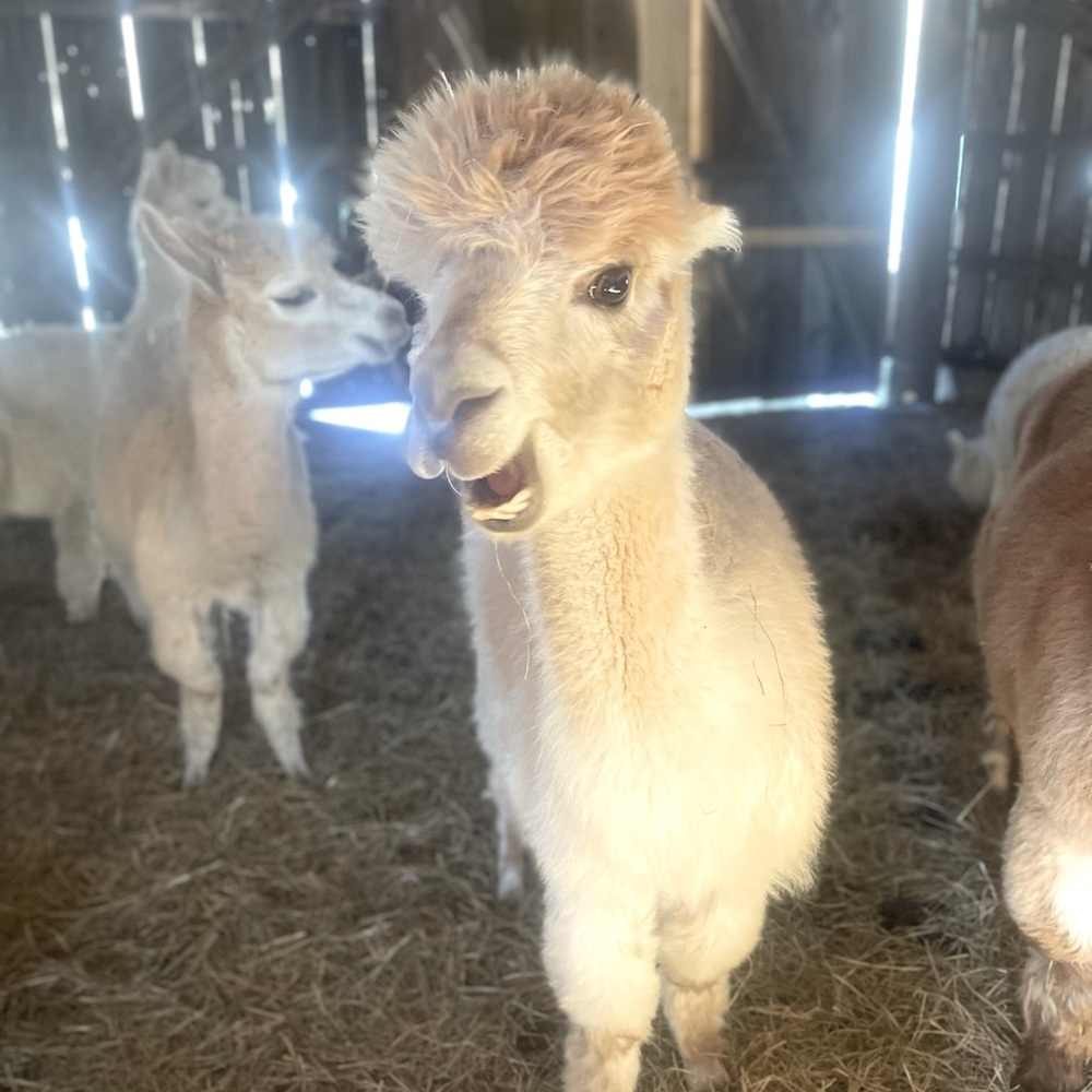 Meet your Posher, Laila